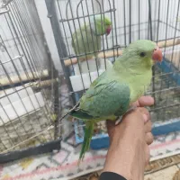 جوجه طوطی ملنگو