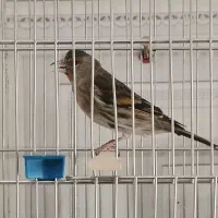 سهره قناری