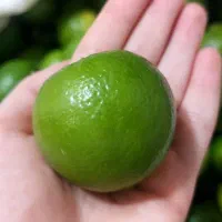 لیمو محلی تازه چیده شده