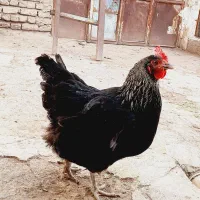 مرغ و خروس