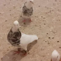 طوقی لک دار هفرنگ الماسی وزردخال دار