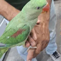 جوجه شاه طوطی و ملنگو