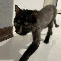 واگذاری گربه ماده امداد شده (شرایط خاص)