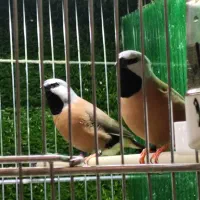فنچ پارسون کرواتی ونرگسی