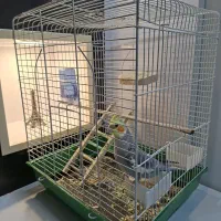 عروس هلندی