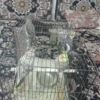 فروش پرنده
