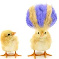 جوجه مرغ