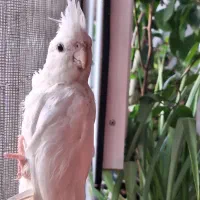 جوجه عروس هلندی خوشکل