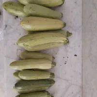 کدوخورشتی زیر قیمت بازار