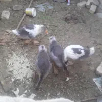 غاز