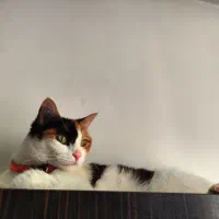 پانسیون گربه