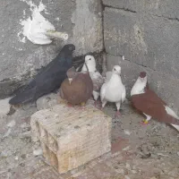 کبوتر