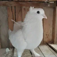 سرگرمی و تفریح