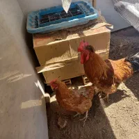 خروس و مرغ تخمگذار