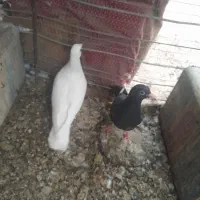 کبوتر