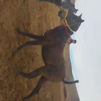 اسب مادیان یک ساله