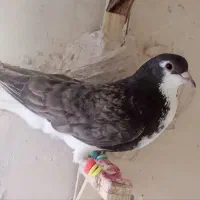 کبوتر