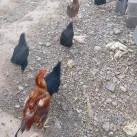 تخم مرغ محلی