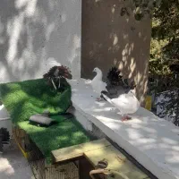 کفتر  دم چتری انگلیسی