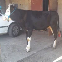 لیشه سیمینتال اصلی آمپولی گوساله گاو