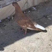 کبوتر