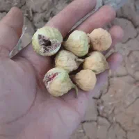 انجیر
