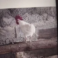خروس سفید و زیبا