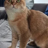 گربه نر بریتیش اسکاتیش گلد NY12 جهت جفتگیری