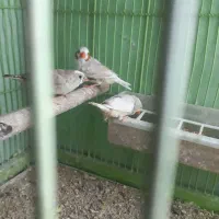 فنچ نروماده