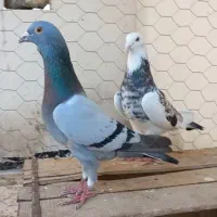 کبوترپرشی