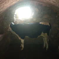 گوساله نر نه ماهه