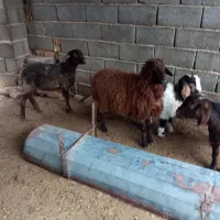 بره نزوماده