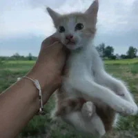 واگذاری گربه بامزه و بازیگوش