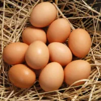 تخم مرغ محلی و تازه تازه