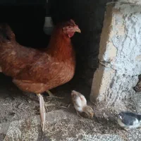 مرغ محلی با ۲ تا جوجه هاش