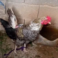 خروس محلی دورگه