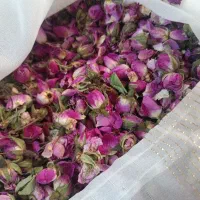 گل محمدی