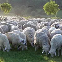 دام زنده بهداشتی