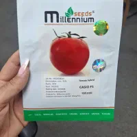 بذر کاسیو