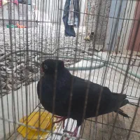 کبوتر