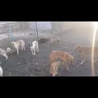 سگهای بلاصاحب