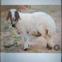گوسفند با بره
