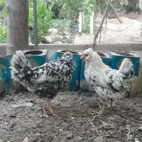 خروس و مرغ گلین