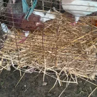 کبوتر|پرنده|ماسال, |دیوار