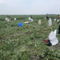 کار گر دارم۵۰ نفر ،سیب زمینی چینی و غیره...