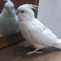 آلبینو دستی
