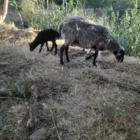 میش چهار قلو زا