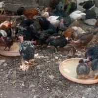 مرغ و خروس
