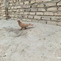 کبوتر گرفتی