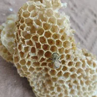 ژل رویال